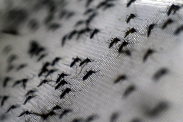 BRAZIL-MOSQUITO-DENGUE-CONTROL-OPERATION